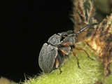 Hollyhock Weevil Male and Female Pair Mating (Apion Longirostre), Family Brentidae, New Hampshire Photographic Print by David Wrobel