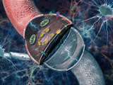 Concept of Electrical and Chemical Activity in Neurons Electrical Impulses Photographic Print by Carol & Mike Werner