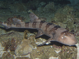 Whitespotted Bamboo Shark (Chiloscyllium Plagiosum), Indo-Pacific Region Photographic Print by Andy Murch