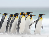 King Penguins (Aptenodytes Patagonicus) Walking Along a Sandy Beach, Falkland Islands Photographic Print by Solvin Zankl