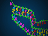 Biomedical Illustration of a Telomerase Pseudoknot Photographic Print by Carol & Mike Werner