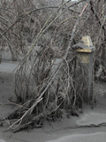Damaged Building and Trees Buried in Volcanic Ash from the Eruption of Bromo Volcano Photographic Print by Richard Roscoe