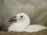 Black-Browed Albatross Chick in the Nest (Diomedea Melanophris), Falkland Islands Photographie par Solvin Zankl