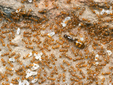 Queen and Worker Ants (Monomorium Sydneyense) in the Brood Nest, Yandoit, Victoria, Australia Photographic Print by Alex Wild