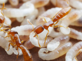 The Brood Nest of Dracula Ants (Adetomyrma) Showing Larvae of Varying Ages, Captive Colony Photographic Print by Alex Wild
