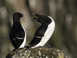 Razorbills (Alca Torda), Iceland Photographic Print by Arthur Morris