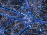 Biomedical Illustration of Neurons Photographic Print by Carol & Mike Werner
