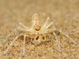 Spider with Prey, Namib Desert, Namibia, Note The Protective Coloration of Both Animals Photographic Print by Solvin Zankl