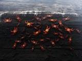 Sally Lightfoot Crabs (Grapsus Grapsus) on Rock Face, Galapagos Photographic Print by Arthur Morris