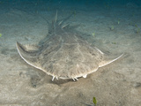 Angel Shark (Squatina Squatina), El Cabron Marine Park, Arinaga, Gran Canaria Photographic Print by Andy Murch