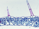 Cross-Section of a Foxglove Leaf with Trichomes (Digitalis), LM X55 Photographie par  Biodisc