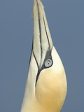 Close Up of the Head of a Northern Gannet During Sky Pointing Courtship Behavior, Scotland, UK Photographic Print by Solvin Zankl