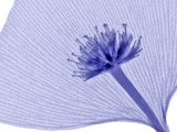 X-Ray of a Dogwood Flower and a Ginkgo Leaf Photographic Print by George Taylor