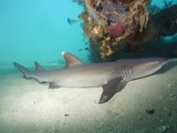 Whitetip Reef Shark (Triaenodon Obesus) Resting by Day under the Exmouth Navy Pier Photographic Print by Andy Murch
