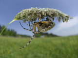 The Oak Spider (Aculepeira Ceropegia), Germany Photographic Print by Solvin Zankl