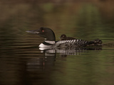 Common Loon with its Chick, Gavia Immer, North America Photographic Print by Gustav Verderber
