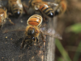 Bees Flap their Wings to Renew the Atmosphere of the Beehive Photographic Print by Eric Tourneret