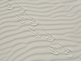 Gentoo Penguin (Pygoscelis Papua) Footprints Fine Sand, Falkland Islands Photographic Print by Solvin Zankl