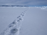 Polar Bear (Ursus Maritimus) Tracks in the Snow Photographic Print by Louise Murray