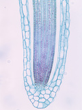 Longitudinal Section of a Duckweed Root Tip and Root Cap Cells (Lemna), a Monocot, LM X25 Photographic Print by  Biodisc