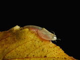 Summer Tadpole Shrimp (Triops Longicaudatus) Photographic Print by Solvin Zankl