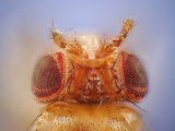 Antennapedia Mutant of the Fruit Fly (Drosophila Melanogaster) Photographic Print by Solvin Zankl