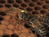 A Marked Queen Honey Bee Moves over Brood Cells with Other Bees Looking for Honey Photographic Print by Eric Tourneret