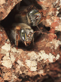 The Stingless Mayan Bee (Melipona Beecheii) Only Leaves a Very Narrow Entrance to its Tree Trunk Photographic Print by Eric Tourneret