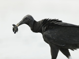 Black Vulture Feeding on an Olive Ridley Sea Turtle Hatchling Photographic Print by Solvin Zankl