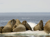 Female Walruses with Pups (Odobenus Rosmarus) on Pack Ice Impressão fotográfica por Louise Murray
