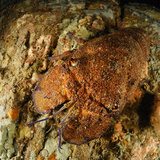Mediterranean Slipper Lobster (Scyllarides Latus), San Pietro, Sardinia, Mediterranean Sea Photographic Print by Solvin Zankl