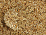 Head of a Peringueys Sidewinding Adder Emerging from a Sand Dune (Bitis Peringueyi) Namib Desert Photographic Print by Solvin Zankl