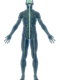 Human Male Figure Showing the Nervous System Photographic Print by Carol & Mike Werner