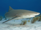Lemon Shark (Negaprion Brevirostris) Photographic Print by Andy Murch