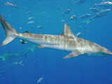 Dusky Shark (Carcharhinus Obscurus) in the Gulf of Mexico Photographic Print by Andy Murch
