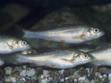 Gila Chubs (Gila Intermedia), an Endangered Species, Gila River, Arizona, USA Photographic Print by Rob & Ann Simpson