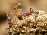 Two Tetramorium Ant Workers Have Killed a Pheidole Ant from a Neighboring Nest Photographic Print by Alex Wild