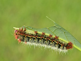 Silkmoth Caterpillar, Fifth Instar (Copaxa Escalantei), Costa Rica Photographie par Leroy Simon