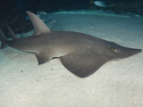 Whitespotted Shovelnose Ray (Rhinobatus Djiddensis) Photographic Print by Andy Murch