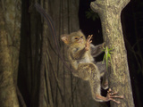 Spectral or Sulawesi Tarsier (Tarsius Spectrum) Reaching for Cricket in the Rainforest of Tangko Photographic Print by Solvin Zankl