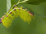Saturnid Moth Caterpillar (Automeris Abdominalis), Fifth Instar, Ecuador Photographic Print by Leroy Simon