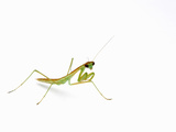 Chinese Mantis Nymph (Tenodera Aridifolia) Photographic Print by Alex Wild
