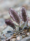 Arctic Willow (Salix Arctica) Photographic Print by Louise Murray