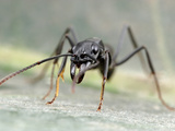 Ant (Pachycondyla Verenae), Panama City, Panama Photographic Print by Alex Wild