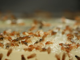 Fruit Flies (Drosophila Melanogaster) in Lab Culture with Yellow, Curly and Orange Mutatants Photographic Print by Solvin Zankl