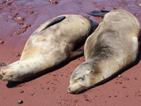 Galapagos Sea Lions (Zalophus Wollebacki) Resting on Red Sand Beach, Rabida, Galapagos Islands Photographie par Richard Roscoe