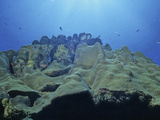 Star Coral (Montastrea), Bonaire, Caribbean Photographic Print by David Wrobel