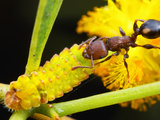 Ant (Podomyrma Adelaidae) with a Lycaenid Caterpillar Photographic Print by Alex Wild