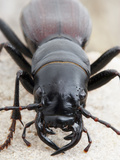 Amblycheila Cylindriformis, North America's Largest Tiger Beetle Photographic Print by Alex Wild