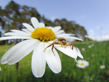 Crab Spider on a Daisy Flower (Xysticus Cristatus), Germany Photographic Print by Solvin Zankl
